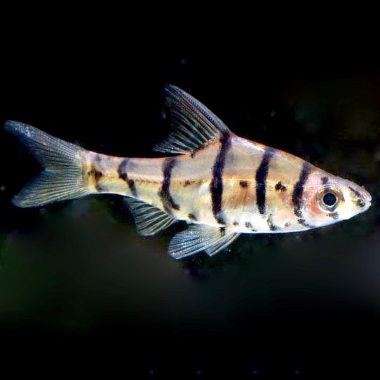 Eiermotus octozona M